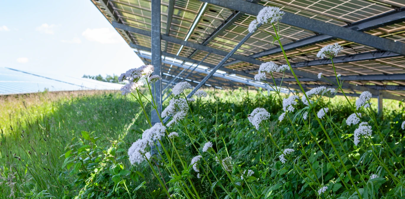 Doppelreihige Solarmodul-Aufständerung zur Förderung der Biodiversität