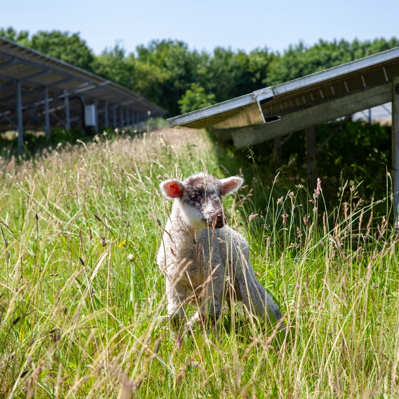 Lamm im Solarpark