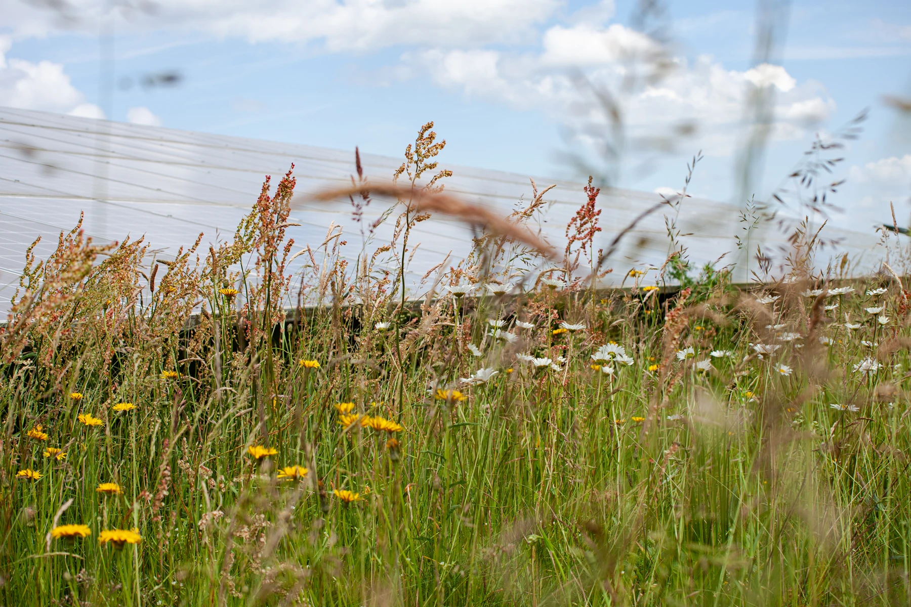 Naturnaher Solarpark mit artenreicher Vegetation