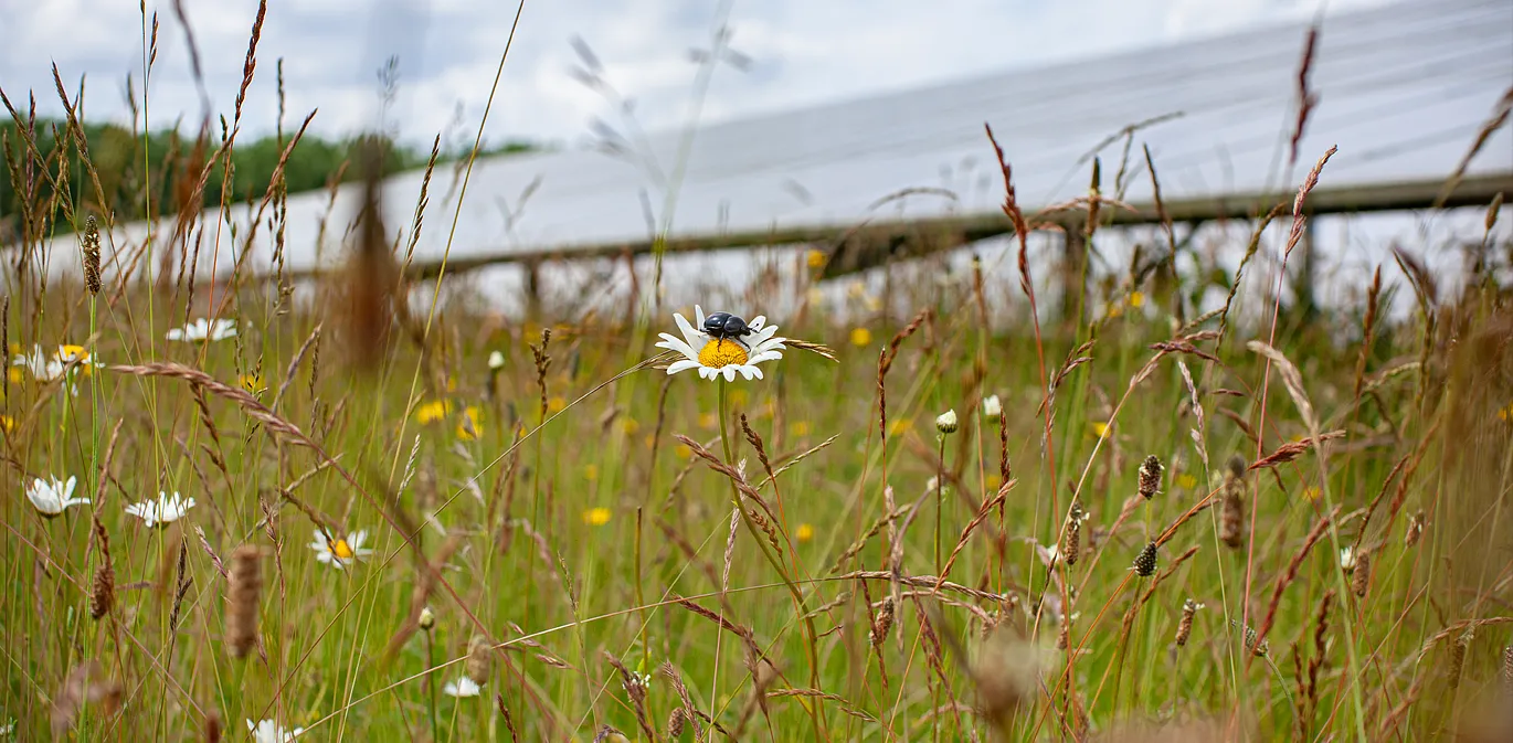 Mistkäfer auf einer Blüte im Solarpark