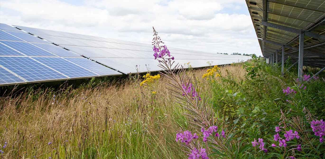 Blühender Saum am Rand des Solarparks