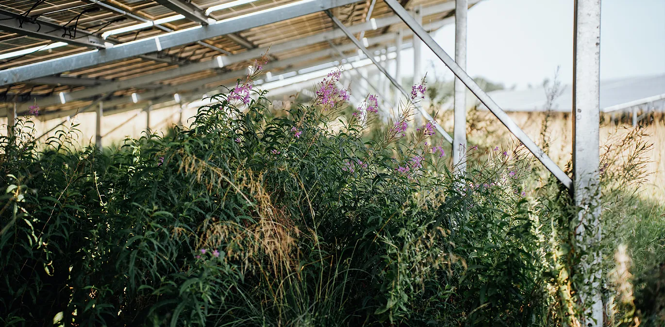 Wildblumen zwischen den Solarmodulen