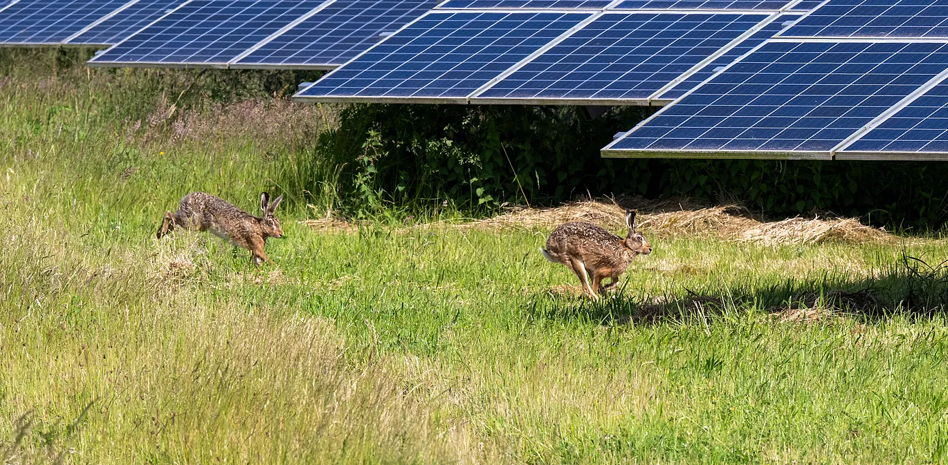 Hase auf der Fläche des Solarparks