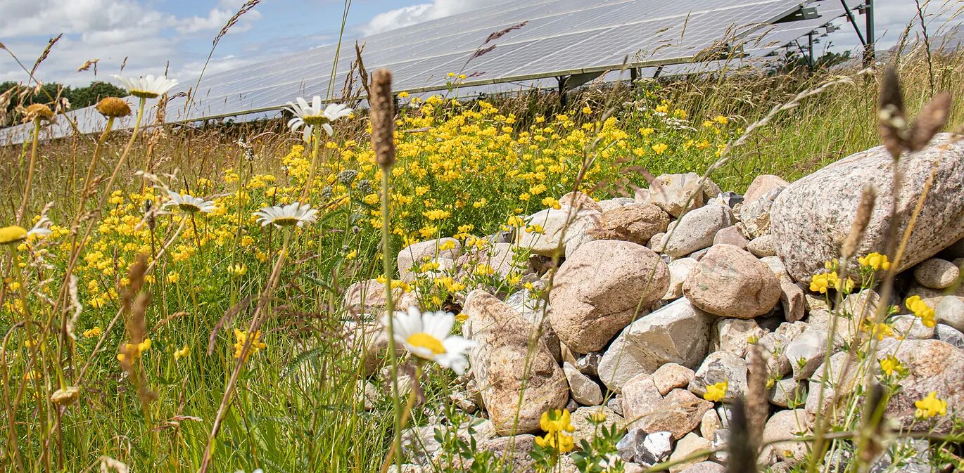Solarpark mit Lesesteinhaufen und Wiesenblumen