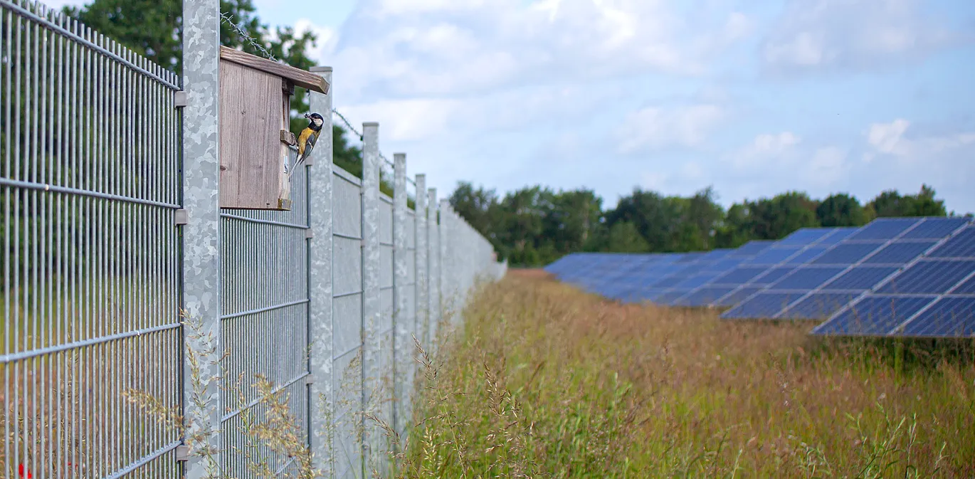 Meise am Vogelhaus im Solarpark
