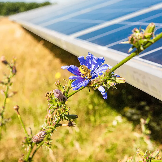 Biene beim Pollensammeln im Solarpark