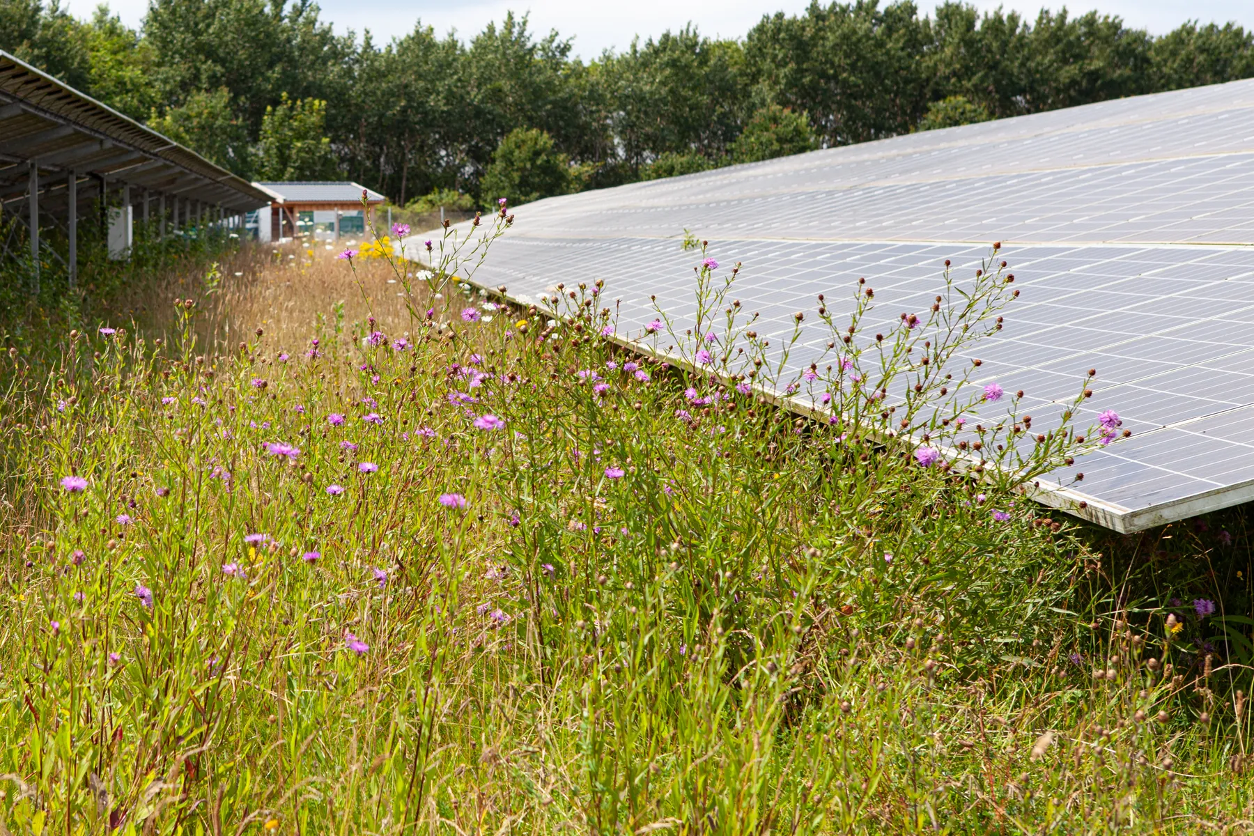Blütenmeer in der Kulturlandschaft des Solarparks