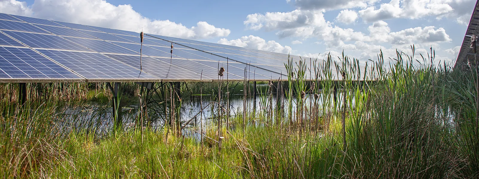 Kleingewässer als Lebensraum im Solarpark