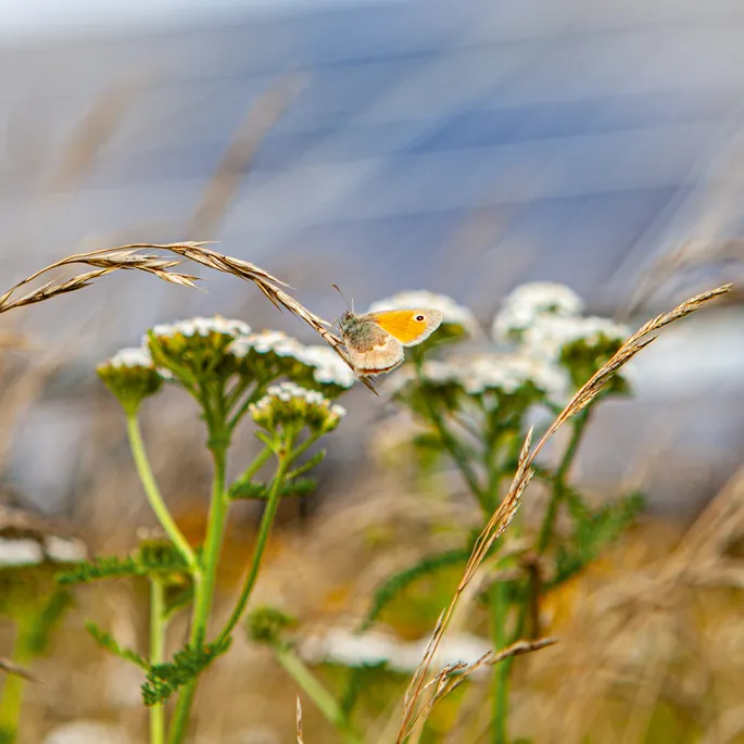 Schmetterling im Solarpark
