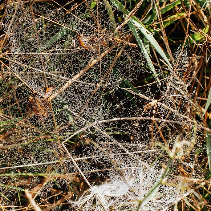 Spinne im Solarpark