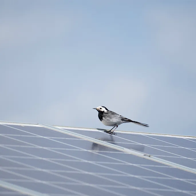 Vogel im Lebensraum des Solarparks